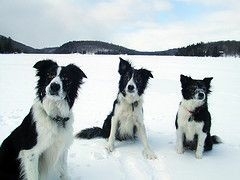 The Border Collie Because There Is No Better Dog