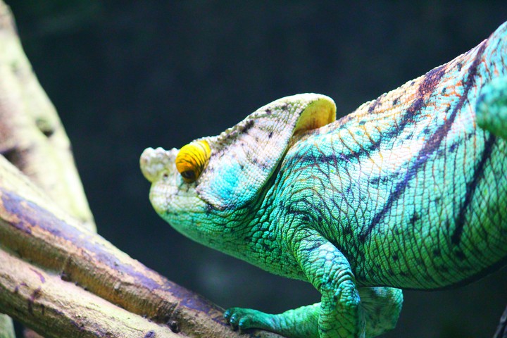 Chameleon, Singapore Zoo