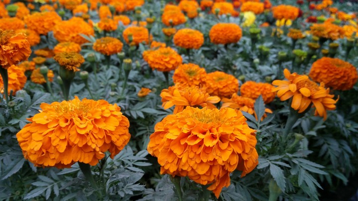 Marigold Family