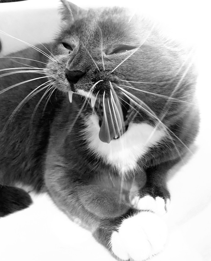 кошка