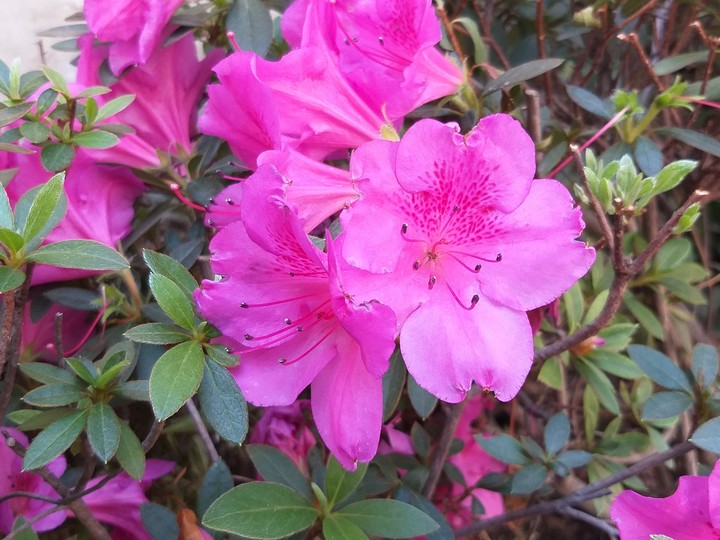 Pink flower