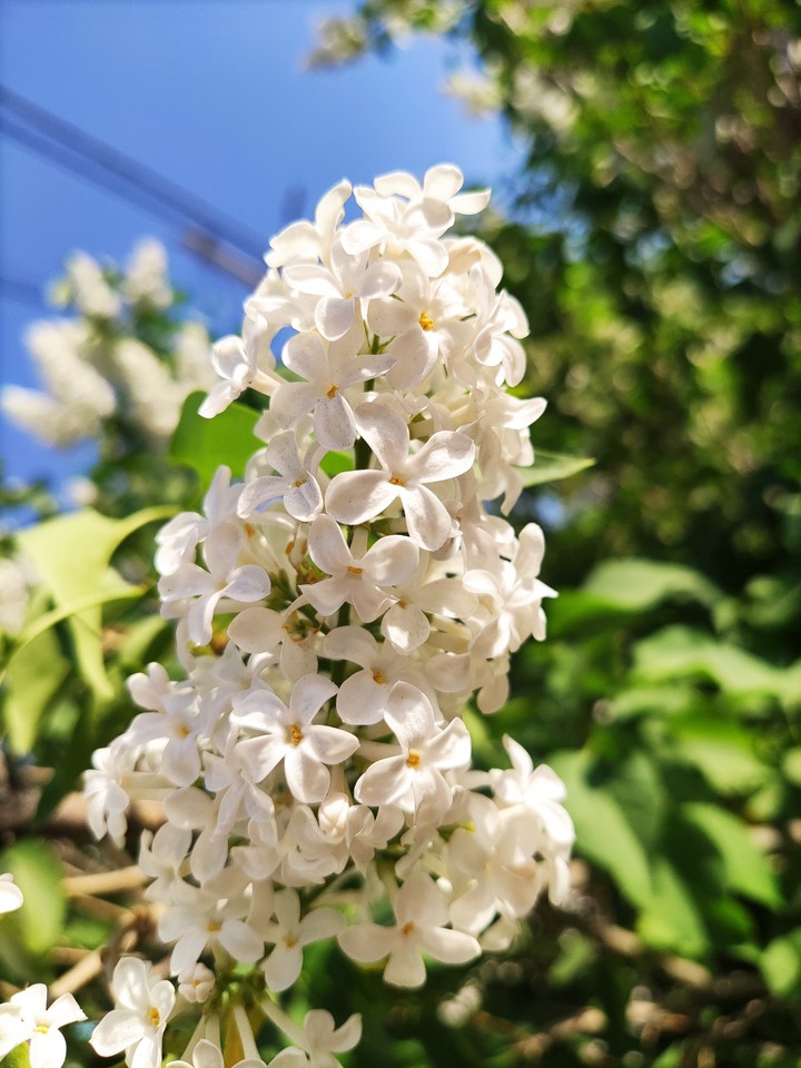 Сирень