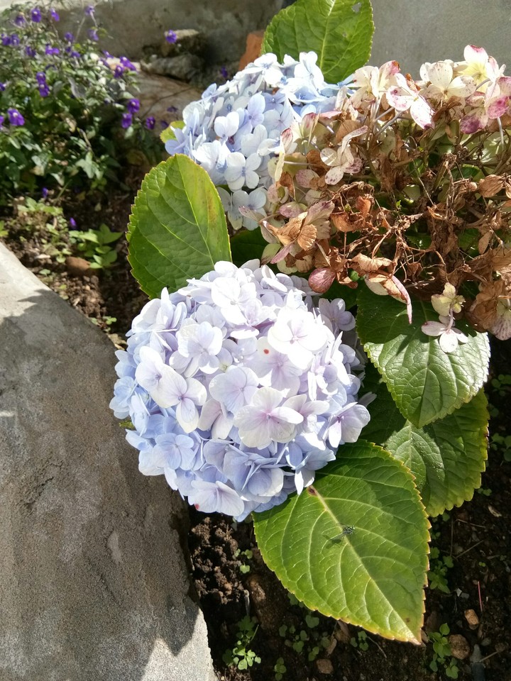 beautiful flower