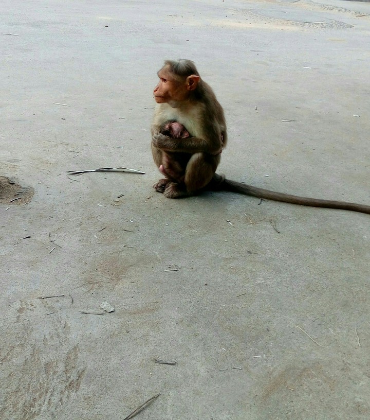 Monkey near Temple