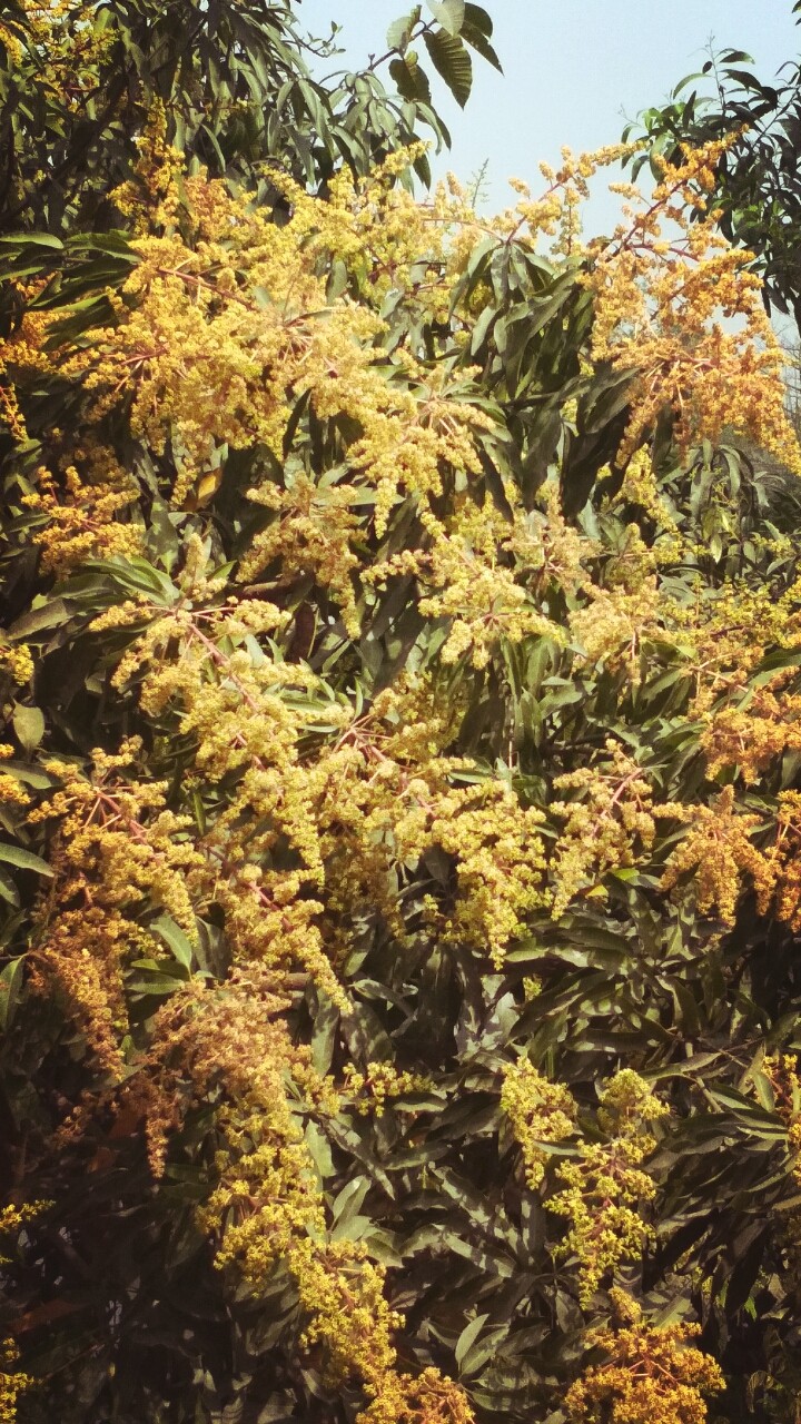 mango blossom