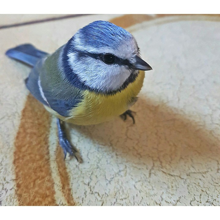 littly bird
