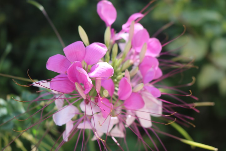 #flower