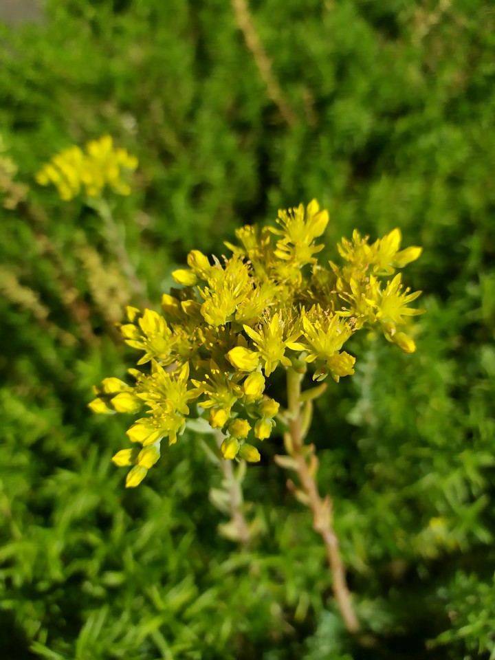 wildflower