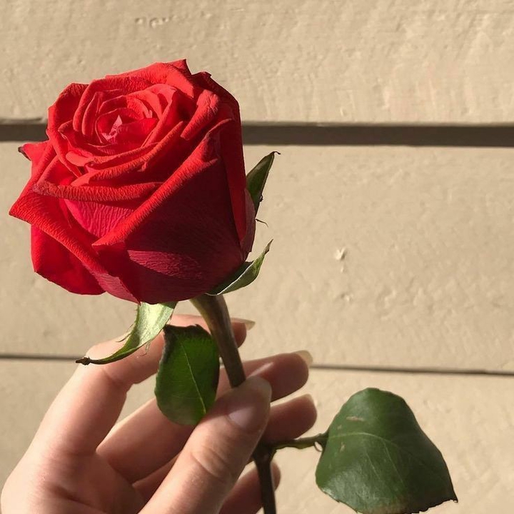 rose