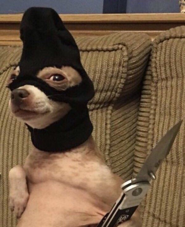dog