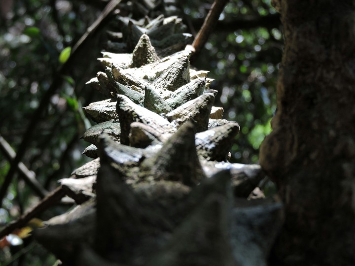 thorns