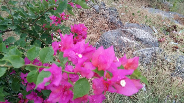 flowers