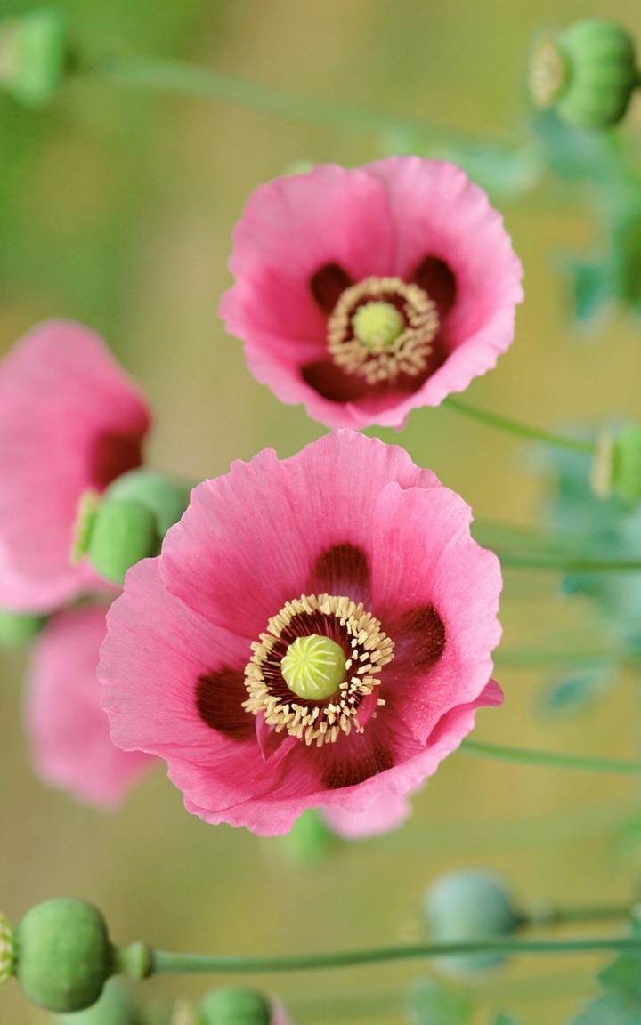 poppies