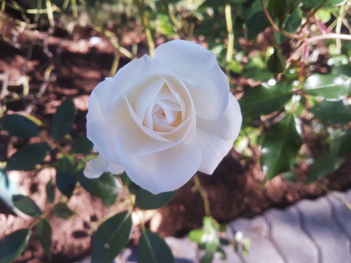 White rose