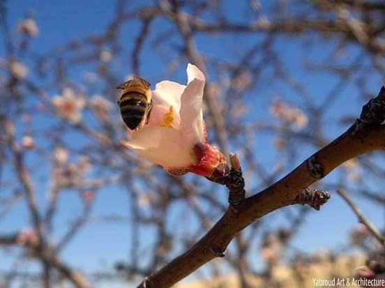 Cherry Blossom Bee