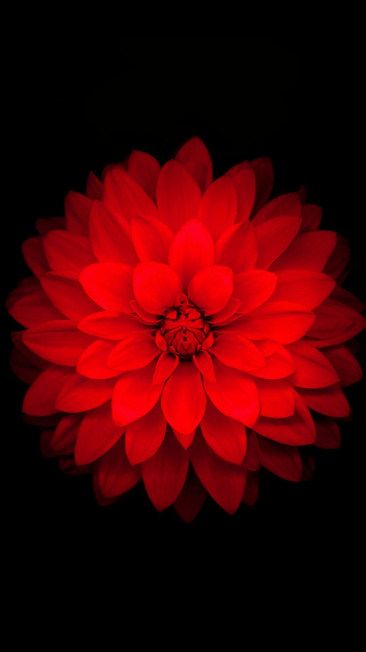 red flower