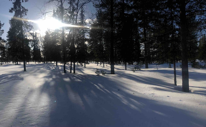 walk through snowed forest