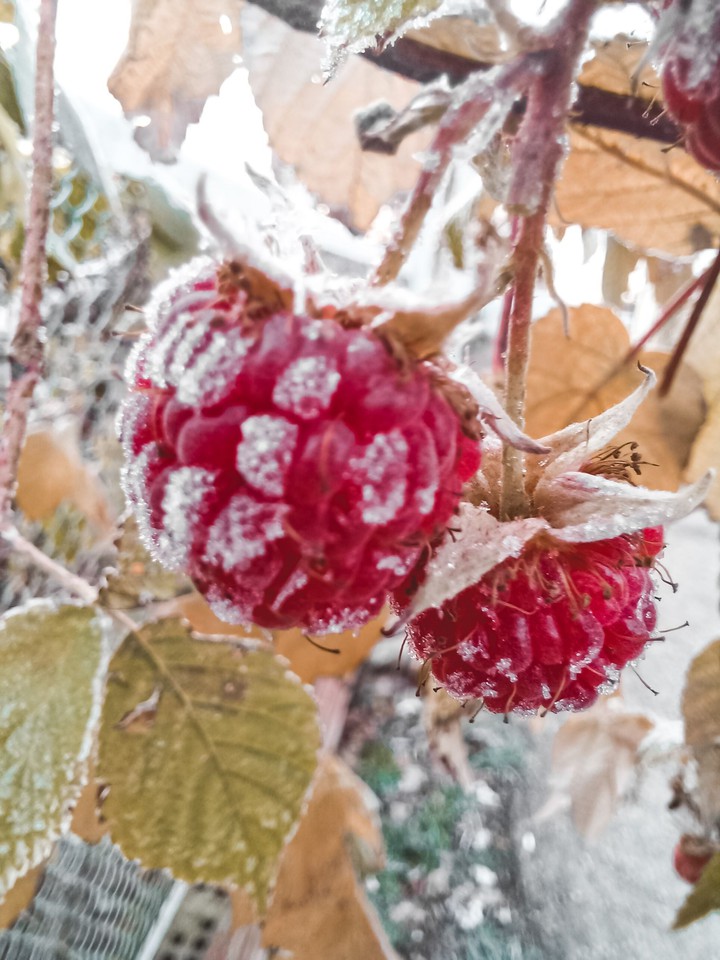 #berry