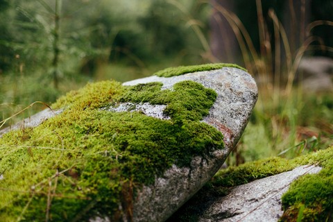 groundcover, green háttérképek
