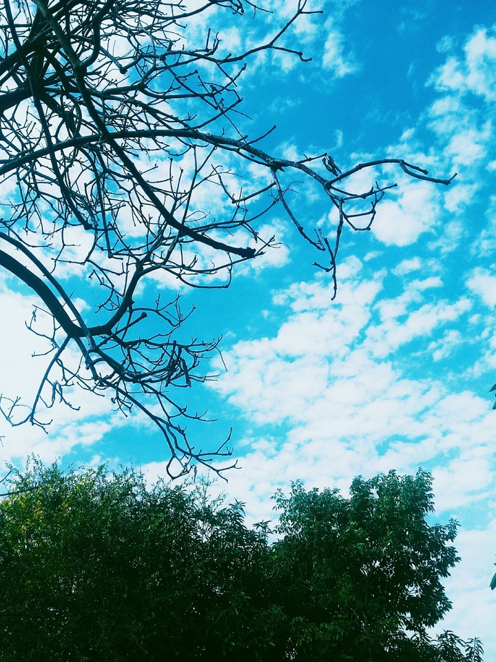 Belleza