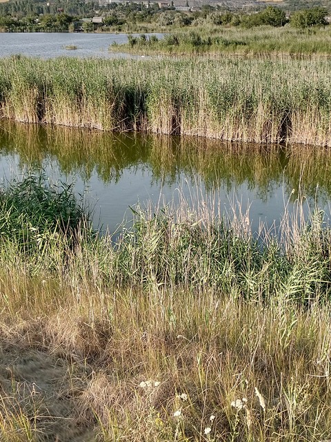 тапети plant, lake
