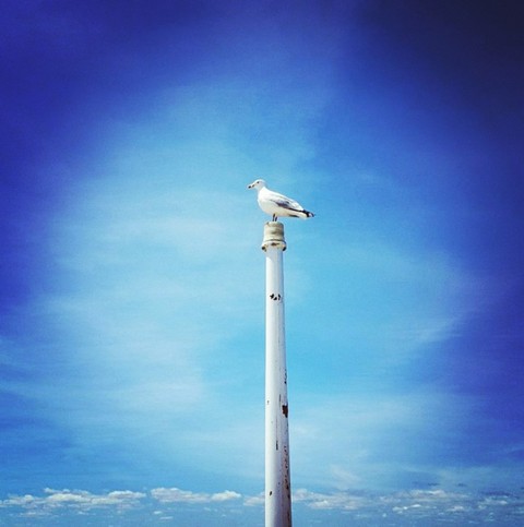 Seagull