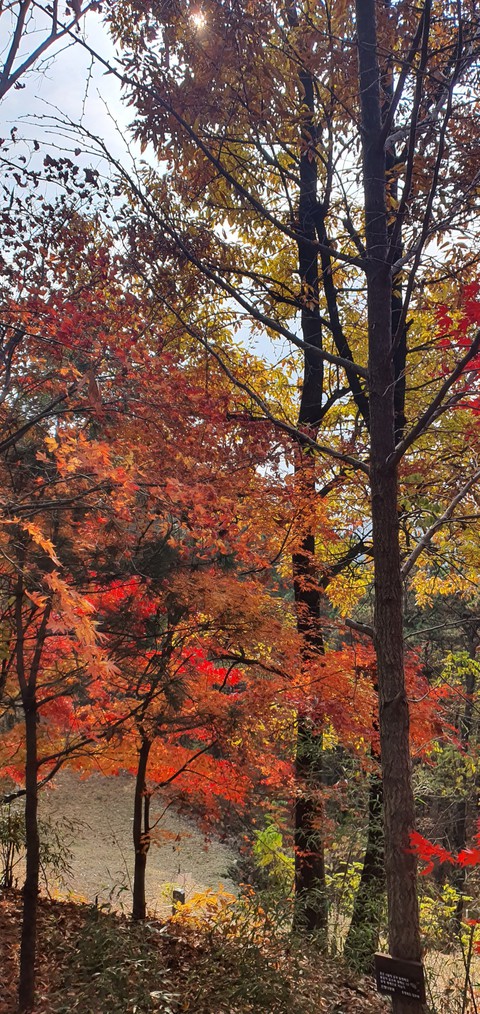 autumn color