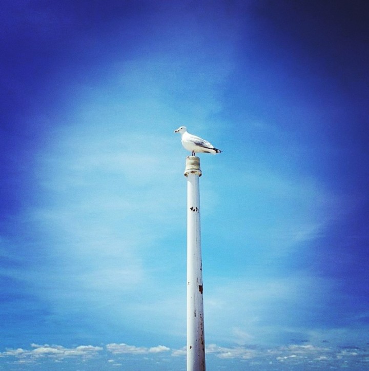 Seagull