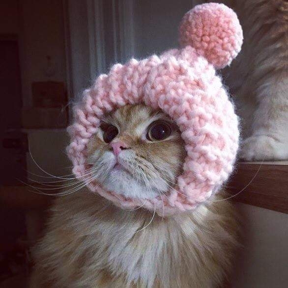 ?Cute cat?