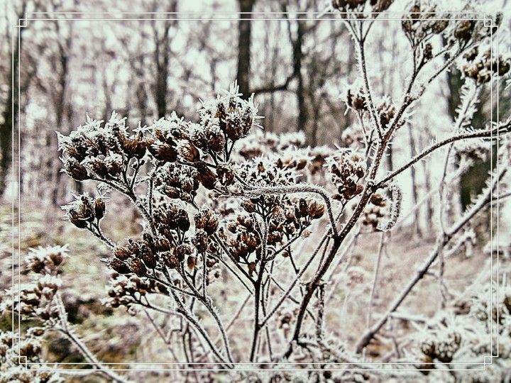 Cold