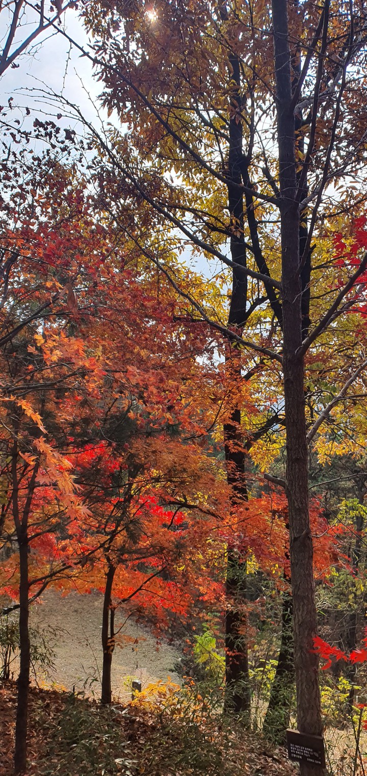 autumn color