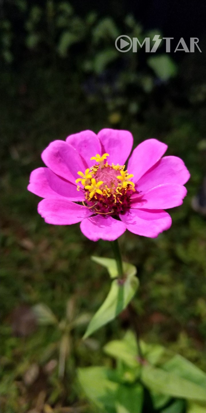 Snap By My Nokia 7Plus
