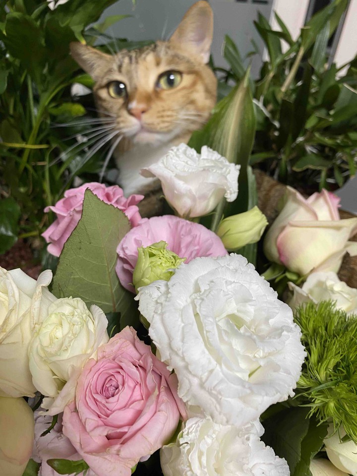 보리꽃
