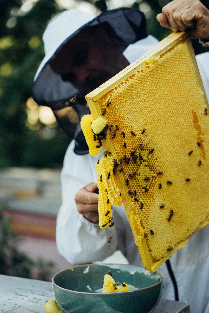 honeycombs