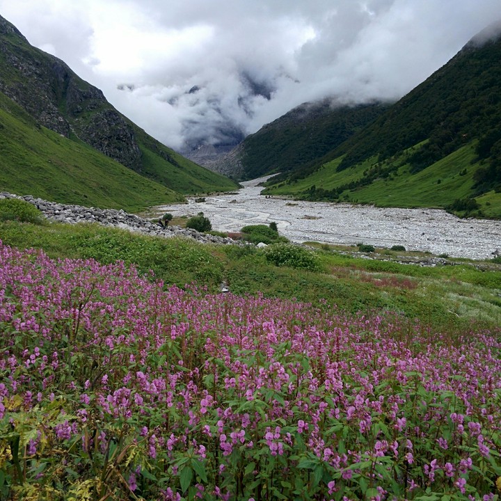 valley of flowers