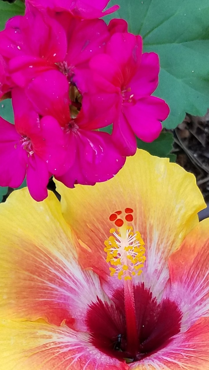 hibi_geranium