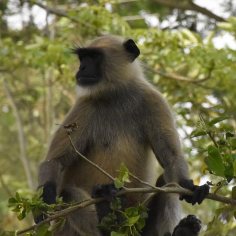 monkey