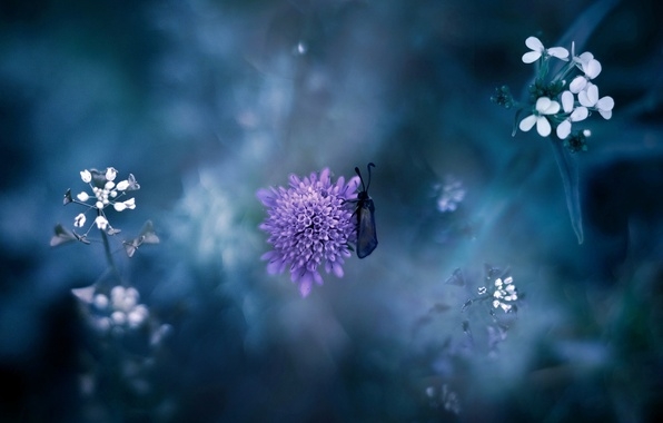 природа