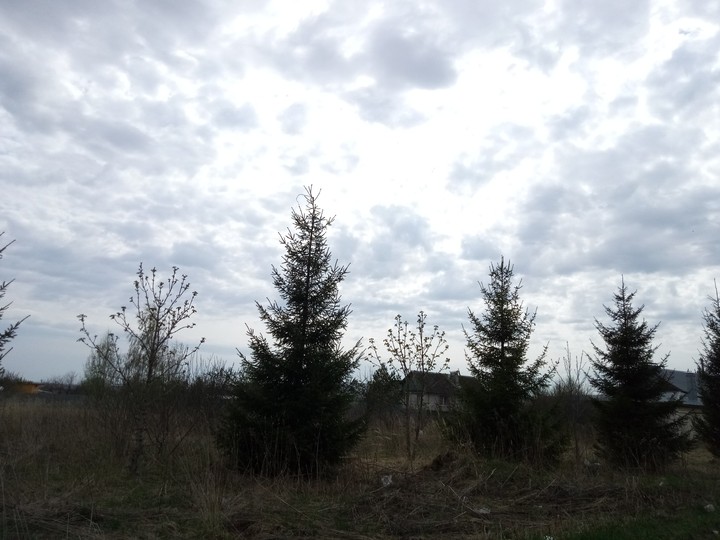 trees and gray clouds