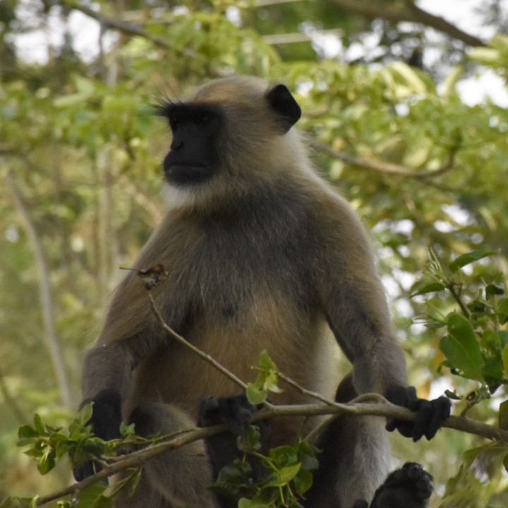 monkey