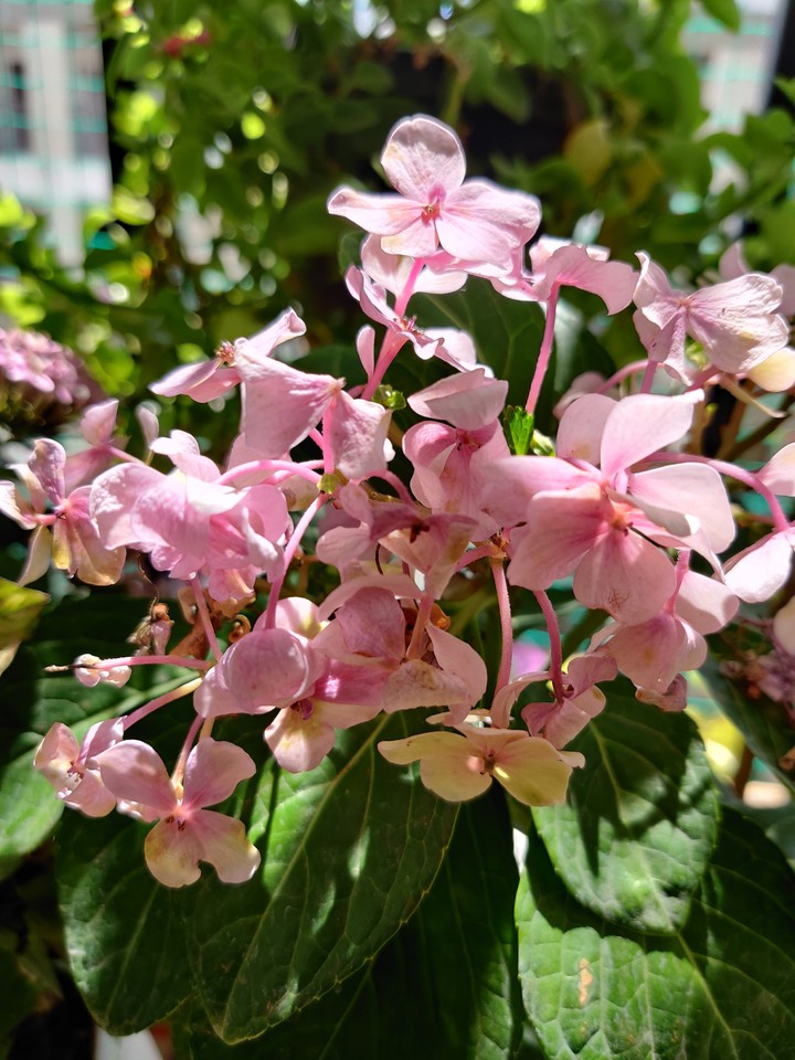pink flowers