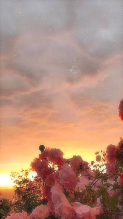Pink roses in a beautiful dusk