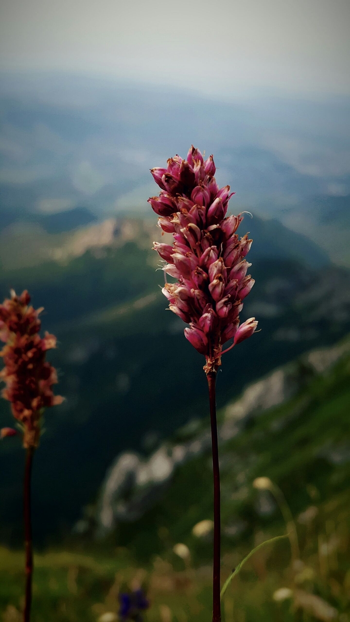 alone flower