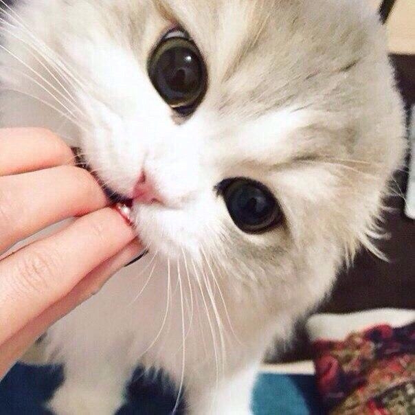 Фото котика