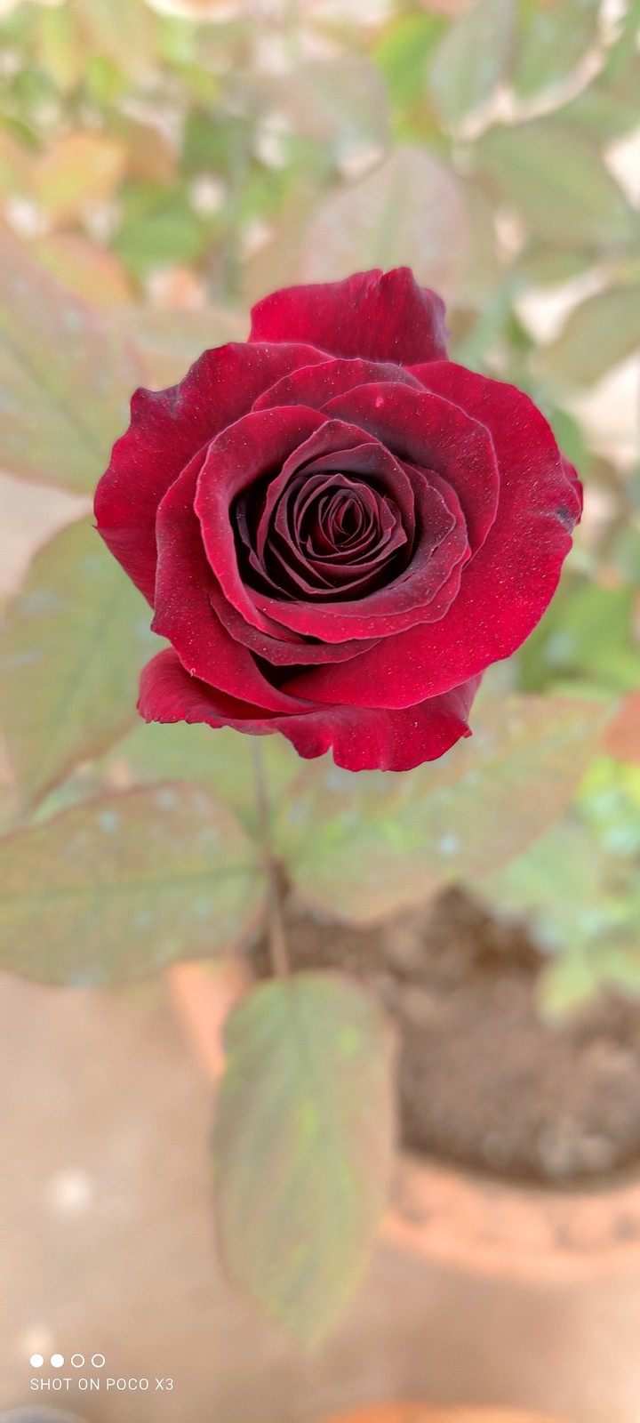 macro rose