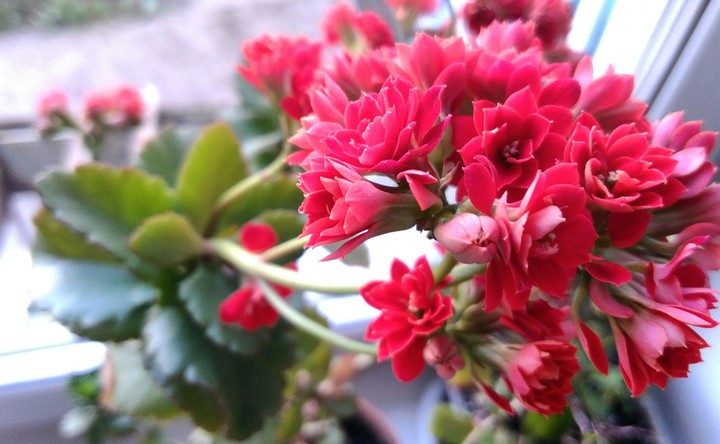 flower