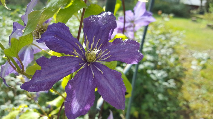 Violet