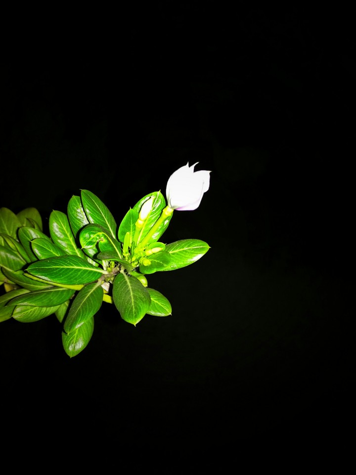 Bud