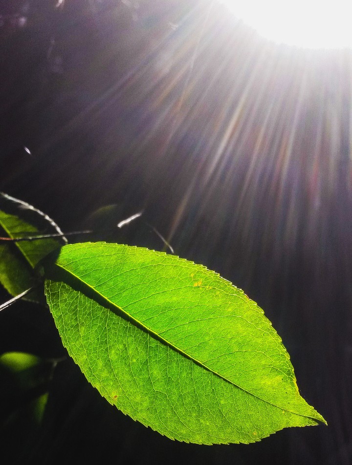 Leaves