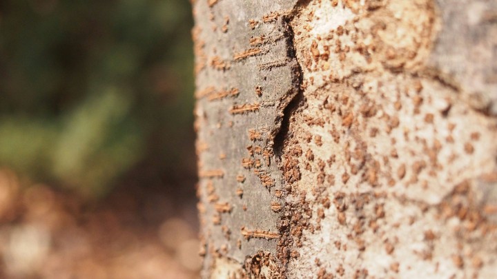 wood